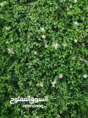  19 عشب جداري & عشب صناعي & نجيل صناعي & grass wall & wall grass & green wall