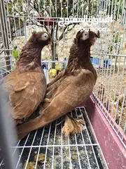  1 حمام اوزبيك روسي  وكالوت  نخب النخب