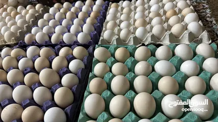  1 بيض عماني للبيع 2.5﷼