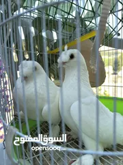  1 جوز حمام مكاوي ابيض عراقي نظيف