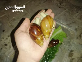  3 حلزون افريقي