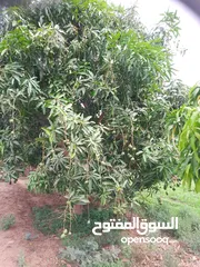  3 أراضي زراعيه