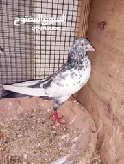  2 Pakistani pigeons highflyers