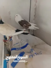  3 0حمام  طوابير تنتين منفاخ قلم وعجميه ذنبها اعصر شغلات ويوجد كمان غيرهن 19بين طوابير وفخول زق وكش
