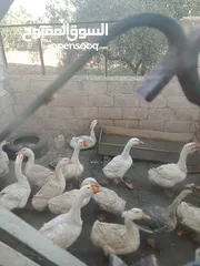  3 وز افريقي.بيض .فراخ . اطقم شغال