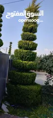  5 تنسيق الحدائق المنزليه وتشكيل أشجار الزينه وقص كافة الأشجار وتلقيمها