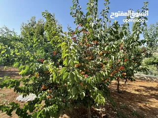  23 مزرعة و شاليه مميزة للبيع في منطقة الكمشة - الزرقاء