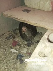  2 السلام عليكم،دجاج بلدي بياض للبيع،عمر سنه سعر الحبه 8 دنانير، صحه ونظافه،الموقع جرش دير الليات،