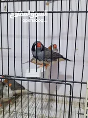  6 زيبرا مكس انقلش