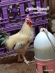  22 ديك كبير جدا بالصوره عمر سنتين للبيع يوجد ديك  بعمر الثمانيه اشهر العدد 2 في سعر 8