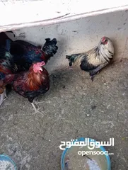  23 متوفر لزبائنها الكرام / زغاليل بلدي للاكل/ حمام فرنسي للذبح / ارانب نخب اول التفاصيل بالوصف