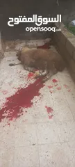  3 تقبل الله طاعتكم خدمة ذبح الأضاحي في منازلكم