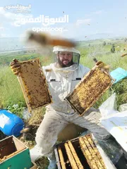  8 نحل للبيع خلايا نحل للبيع