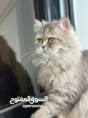  2 شيرازي بيرشن شيدي سلفر تحديدا