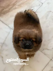  1 Peganese dog for sale