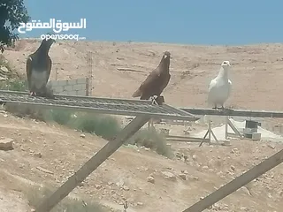  4 حمام للبيع
