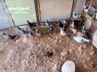  9 متاح سبع جواز زواجل ومراسليات