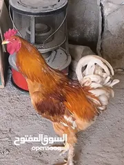  1 ديج فرخ براهما عمر سنه