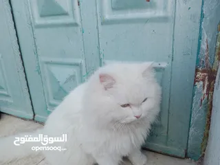  10 قطه شيرازي لون ابيض العمر سنه