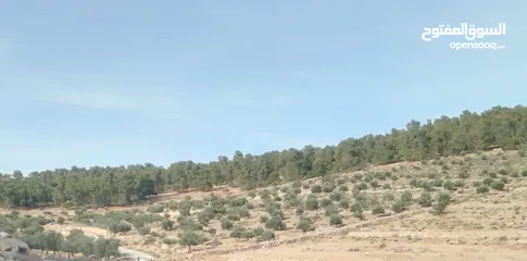  1 ارض ورثة للبيع بسعر مغري
