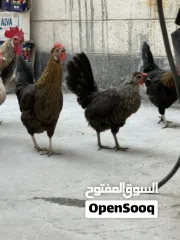  4 دجاج وديوك للبيع
