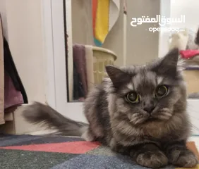  2 قطط للتبني persian cat for Adobtion