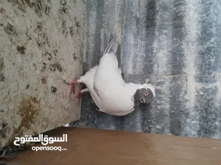  15 متاح  جواز  حمام الماني  كلو شغال جوز بلوني احمر تحته بيض وطيره مزهوراي حمره مع فرخها  وطيره مسوداي