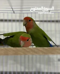  2 طيور الحب (روز)