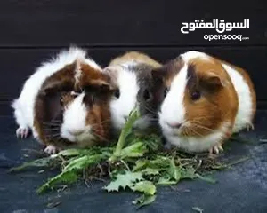  1 جيني بيغ الأرنب الهندي