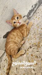  4 قطط للتبني
