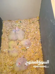  13 6 فراخ كوكتيل بحالة ممتازة يمكن بيعهم كامل ويمكن بالحبة للبيع ويوجد حبتين كوكتيل عمرهم شهرين