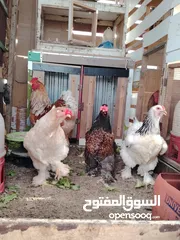  10 باكستاني، براهما، امهات لاحم فرخات عمر 3 شهور  صوص باكستاني حر  ديوك باكستاني خط أول و فرخات شغالة