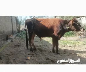  1 عجل نمساوي أصل العمر سنه ونص