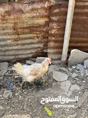  5 ديج ودجاجه للبيع حلوات مال بيت صحه خير من الله