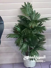  21 شجر زينه جديد للبيع اشكال واحجام مختلفه تصل لطول 2متر وتبدا اسعار من 5دينار ويوجد توصيل