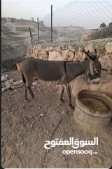  1 حمار عمره سنة للبيع مرتب جدا للحراثة والركوب