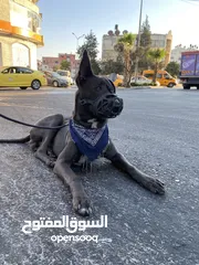  18 كلب ملينو عمر 5شهور للبدل عل كلب  بوبي