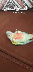  2 ببغاء قرين شيك