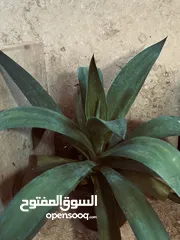  2 صبار ذيل الثعلب الامريكي