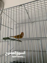  1 فحل كنار نحاسي بالصلاه عالنبي شغال ميه الميه