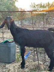  2 ما شاء اللة صخله للبيع عمرها خمس شهور ونص