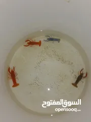  1 أربع حبات لوبستر بصحة ممتازة للبيع