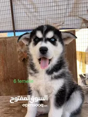  23 je met en vente mes dernier chiens husky de Suisse importé a prix négociable