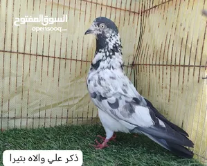  3 حمام بكستاني مطيار للبيع..