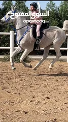  9 خيل  عربي