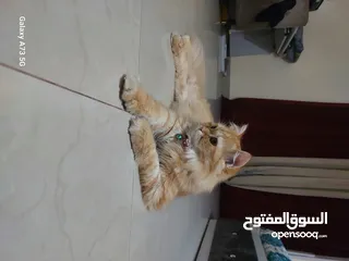  2 persian cat