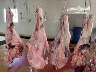  5 لحوم بقر صومالية طازجة fresh Somali beef