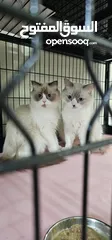  25 Ragdoll, Scottish, British and persian kittens