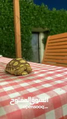  5 2 cute baby exotic sulcata tortoises