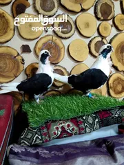  5 السلام عليكم بسم الله ما شاءالله جواز كلها نخب اول